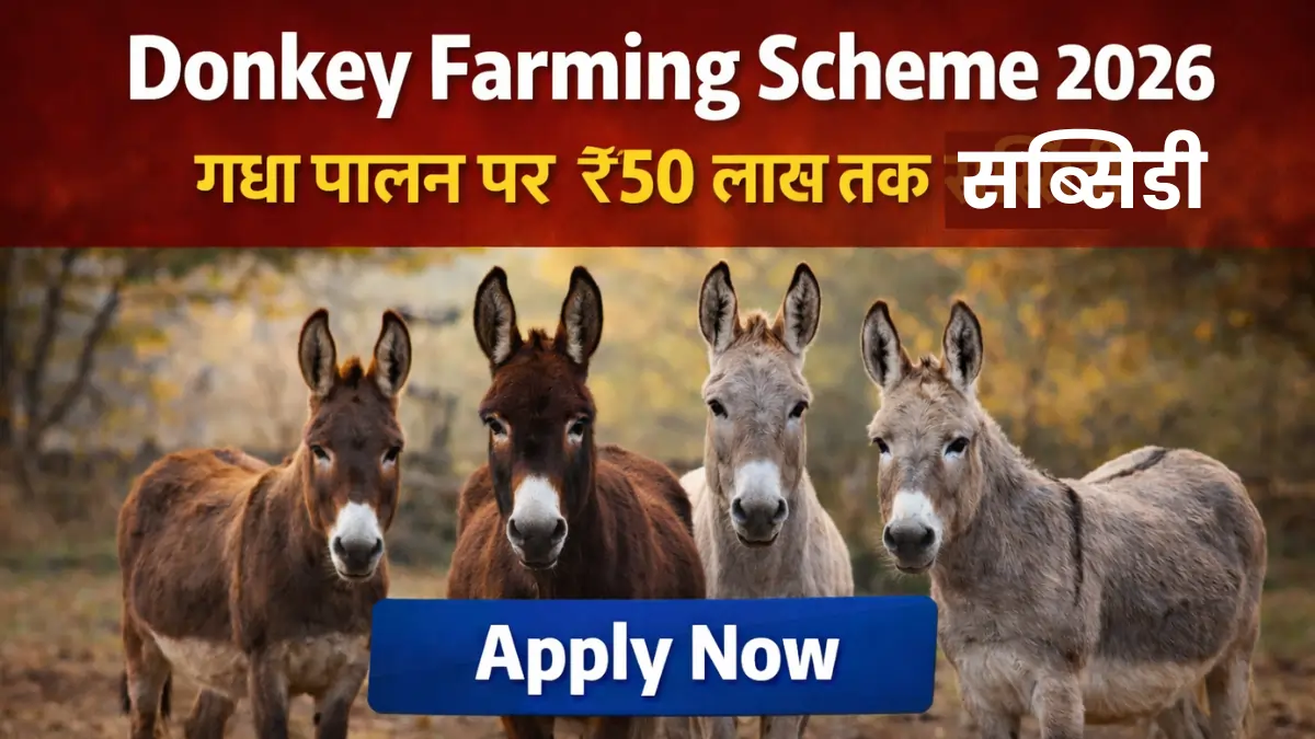 Donkey Farming Scheme 2026